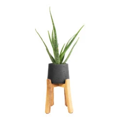Patt Plant Pot - Tall Stand - Black Washed -PlantVibe Shop Aloe vera 12x40cm Patt Plant Pot Tall Stand Black Washed 23x34cm
