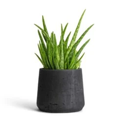 Patt Plant Pot - Black Washed 19 Patt Plant Pot - Black Washed -PlantVibe Shop Aloe vera Clumb 12x30cm Patt Plant Pot Black Washed 17x14cm 901f7a69 45e9 4993 b044 761cc737bcc3