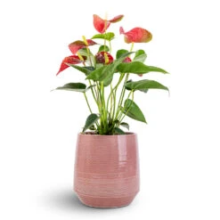 Anthurium - Flamingo Flower - Royal Red 18 Anthurium - Flamingo Flower - Royal Red -PlantVibe Shop Anthurium Flamingo Flower Royal Red 12x40cm Remi Plant Pot Pink 18x19cm e76236e4 9847 4880 8468 efb0687f39dd