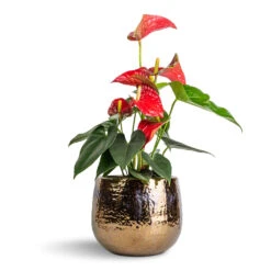 Anthurium - Flamingo Flower - Royal Red 17 Anthurium - Flamingo Flower - Royal Red -PlantVibe Shop Anthurium Flamingo Flower Royal Red 12x40cm Yvette Plant Pot Gold 19x16cm