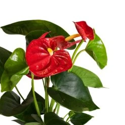 Anthurium - Flamingo Flower - Royal Red 16 Anthurium - Flamingo Flower - Royal Red -PlantVibe Shop Anthurium Royal Champion Close Up