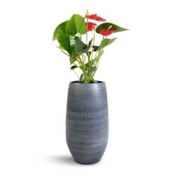 Anthurium - Flamingo Flower - Royal Red 22 Anthurium - Flamingo Flower - Royal Red -PlantVibe Shop Anthurium Royal Champion Royal Red 12x40cm Esra Plant Vase Graphite 20x35cm 07256ab6 2047 4dca a974 9104e3476b64