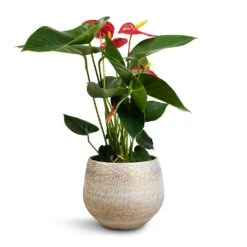 Anthurium - Flamingo Flower - Royal Red 23 Anthurium - Flamingo Flower - Royal Red -PlantVibe Shop Anthurium Royal Champion Royal Red 12x40cm Noor Plant Pot Metallic Grey 16x13cm