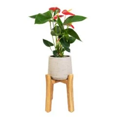 Anthurium - Flamingo Flower - Royal Red 19 Anthurium - Flamingo Flower - Royal Red -PlantVibe Shop Anthurium Royal Champion Royal Red 12x40cm Patt Plant Pot Tall Stand Grey Washed 23x34cm