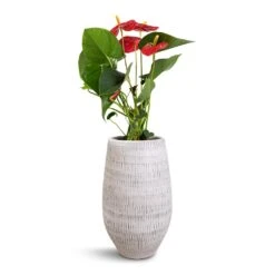 Anthurium - Flamingo Flower - Royal Red 24 Anthurium - Flamingo Flower - Royal Red -PlantVibe Shop Anthurium Royal Champion Royal Red 12x40cm Ryan Plant Vase White Black 18x30cm