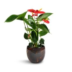 Anthurium - Flamingo Flower - Royal Red 20 Anthurium - Flamingo Flower - Royal Red -PlantVibe Shop Anthurium Royal Champion Royal Red 12x40cm Vive Metal Plant Pots Set3 Lava smallest