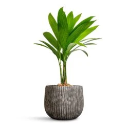Areca Catechu - Betel Nut Palm -PlantVibe Shop Areca catechu Betel Nut Palm 12x50cm Feico Plant Pot Metal Black 19x14cm