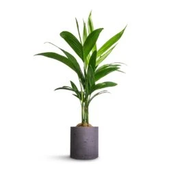 Puk Plant Pot - Black Washed -PlantVibe Shop Areca catechu Betel Nut Palm 12x50cm Puk Plant Pot Black Washed 15x15cm a04d62b4 ff93 4766 a0e3 59dc96f82342