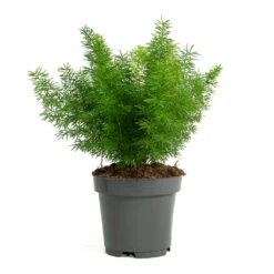 Asparagus Densiflorus Myersii - Foxtail Fern 21 Asparagus Densiflorus Myersii - Foxtail Fern -PlantVibe Shop Asparagus densiflorus Myersii Foxtail Fern 12cm