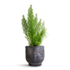 Asparagus Densiflorus Myersii - Foxtail Fern 19 Asparagus Densiflorus Myersii - Foxtail Fern -PlantVibe Shop Asparagus densiflorus Myersii Foxtail Fern 12x30cm Dave Plant Pot Earth 14x13cm