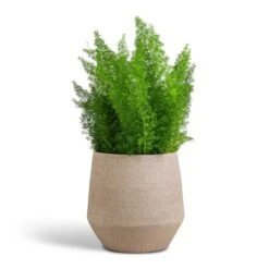 Asparagus Densiflorus Myersii - Foxtail Fern 25 Asparagus Densiflorus Myersii - Foxtail Fern -PlantVibe Shop Asparagus densiflorus Myersii Foxtail Fern 17x60cm Humus Plant Pot Concrete 20x23cm