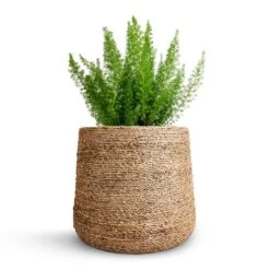 Asparagus Densiflorus Myersii - Foxtail Fern 22 Asparagus Densiflorus Myersii - Foxtail Fern -PlantVibe Shop Asparagus densiflorus Myersii Foxtail Fern 17x60cm Patt Plant Pot Straw Grass 25x22cm