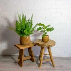 Asparagus Densiflorus Myersii - Foxtail Fern 30 Asparagus Densiflorus Myersii - Foxtail Fern -PlantVibe Shop Asparagus densiflorus Myersii Foxtail Fern Calathea orbifolia mischa caramel plant pot e4d49e01 2bd8 4947 8f7b 7f7f5c325a3c