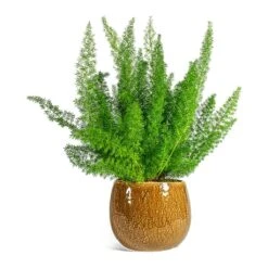 Asparagus Densiflorus Myersii - Foxtail Fern 20 Asparagus Densiflorus Myersii - Foxtail Fern -PlantVibe Shop Asparagus densiflorus Myersii Foxtail Fern Mischa Plant Pot Caramel