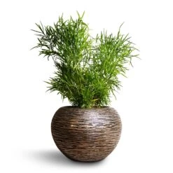 Luxe Lite Wrinkle Globe Planter - Bronze -PlantVibe Shop Asparagus falcatus Sicklethorn 17x45cm Luxe Lite Wrinkle Globe Planter Bronze 33x24cm 4865951d 32cd 46d4 9b81 105ca6d35390