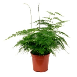 Asparagus Setaceus - Lace Fern -PlantVibe Shop Asparagus setaceus 60cm