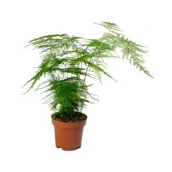 Asparagus Setaceus - Lace Fern -PlantVibe Shop Asparagus setaceus Lace Fern 12x30cm