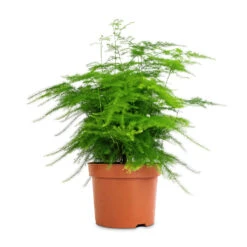 Asparagus Setaceus - Lace Fern -PlantVibe Shop Asparagus setaceus Lace Fern 12x35cm 3
