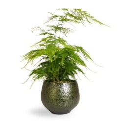 Asparagus Setaceus - Lace Fern -PlantVibe Shop Asparagus setaceus Lace Fern 12x35cm Noor Plant Pot Velvet Green 16x13cm b324b75a 442e 4528 8f46 486a9cfd502a