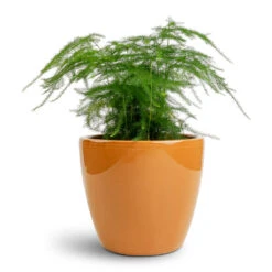 Asparagus Setaceus - Lace Fern -PlantVibe Shop Asparagus setaceus Lace Fern 12x35cm Sven Plant Pot Mandarin 16x13cm