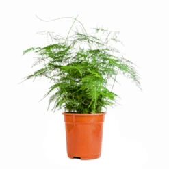 Asparagus Setaceus - Lace Fern -PlantVibe Shop Asparagus setaceus Lace Fern 21x50cm