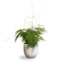 Asparagus Setaceus - Lace Fern -PlantVibe Shop Asparagus setaceus Lace Fern 21x50cm Cas Plant Pot Cool Grey 25x23cm