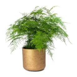 Asparagus Setaceus - Lace Fern -PlantVibe Shop Asparagus setaceus Lace Fern Charlie Metallic Copper Plant Pot