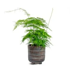 Asparagus Setaceus - Lace Fern -PlantVibe Shop Asparagus setaceus Lace Fern Denise Plant Pot Blue Bronze
