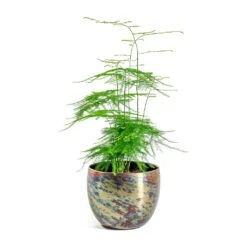 Asparagus Setaceus - Lace Fern -PlantVibe Shop Asparagus setaceus Lace Fern Kian Metal Plant Pots Set of 3 Sky Burn