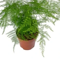 Asparagus Setaceus - Lace Fern -PlantVibe Shop Asparagus setaceus Lace Fern Leaves