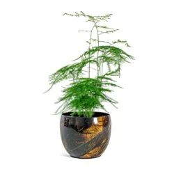 Asparagus Setaceus - Lace Fern -PlantVibe Shop Asparagus setaceus Lace Fern Vive Metal Plant Pots Set of 3 Lava