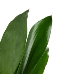 Aspidistra - Cast Iron Plant -PlantVibe Shop Aspidistra Cast Iron Plant 13x50cm 3