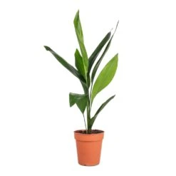 Aspidistra - Cast Iron Plant -PlantVibe Shop Aspidistra Cast Iron Plant 13x50cm 4