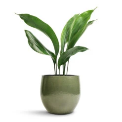 Aspidistra - Cast Iron Plant -PlantVibe Shop Aspidistra Cast Iron Plant 13x50cm Zembla Plant Pot Green 18x16cm