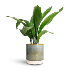 Aspidistra - Cast Iron Plant -PlantVibe Shop Aspidistra Cast Iron Plant 15x60cm Copenhagen Plant Pot Aqua 18.5x19.5cm 0d03bc16 f67a 428a b26a 34b55acbc131