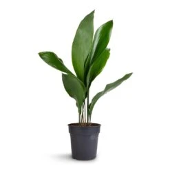 Aspidistra - Cast Iron Plant -PlantVibe Shop Aspidistra Cast Iron Plant 15x60cm 99aef96f a9bd 424d 852b 74f9dbbdc04a