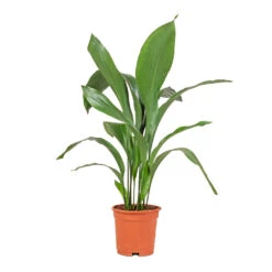 Aspidistra - Cast Iron Plant -PlantVibe Shop Aspidistra Cast Iron Plant 17x70cm