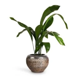 Aspidistra - Cast Iron Plant -PlantVibe Shop Aspidistra Cast Iron Plant 17x80cm Luxe Lite Layer Globe Planter Bronze 28x20cm de5057ff 148b 4c39 9039 d945d87d5572