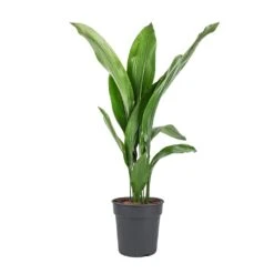 Aspidistra - Cast Iron Plant -PlantVibe Shop Aspidistra Cast Iron Plant 19x80cm