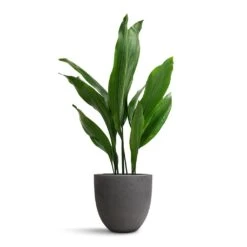 Aspidistra - Cast Iron Plant -PlantVibe Shop Aspidistra Cast Iron Plant 19x80cm Mini Jesslyn Plant Pot Black Washed 25x21cm