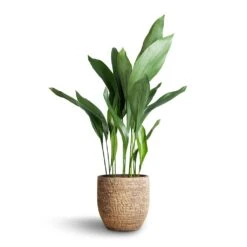 Aspidistra - Cast Iron Plant -PlantVibe Shop Aspidistra Cast Iron Plant 21x90cm Cas Plant Pot Sahara 25x23cm b9a980d0 8ab9 4868 a962 8d07c25c75fe