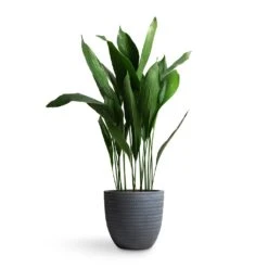 Angle Couple Plant Pot - Grey 7 Angle Couple Plant Pot - Grey -PlantVibe Shop Aspidistra Cast Iron Plant 24x110cm Angle Couple Plant Pot Grey 30x28cm