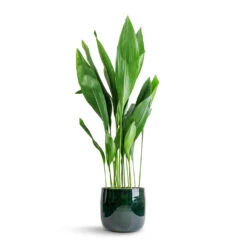 Aspidistra - Cast Iron Plant -PlantVibe Shop Aspidistra Cast Iron Plant 24x110cm Babet Plant Pot Pine 27x23cm