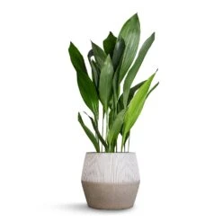 Aspidistra - Cast Iron Plant -PlantVibe Shop Aspidistra Cast Iron Plant 24x110cm Harley Cement Stone Plant Pot Granite Grey 37x34cm b357b93f 28ad 442a b802 b34516807ecd