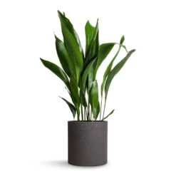 Aspidistra - Cast Iron Plant -PlantVibe Shop Aspidistra Cast Iron Plant 24x110cm Max Plant Pot Black Washed 30x30cm
