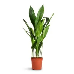 Aspidistra - Cast Iron Plant -PlantVibe Shop Aspidistra Cast Iron Plant 24x110cm xl
