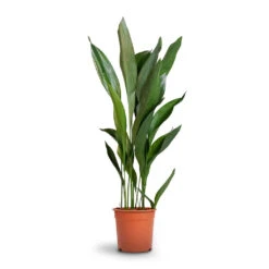 Aspidistra - Cast Iron Plant -PlantVibe Shop Aspidistra Cast Iron Plant 24x110cm 12d6a488 4f3c 4a98 adc7 228e66c48a6a