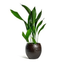 Kae Plant Pot - Mocha -PlantVibe Shop Aspidistra Cast Iron Plant Kae Plant Pot Mocha 3f386780 9c79 4236 9def 4288bc96eaa8
