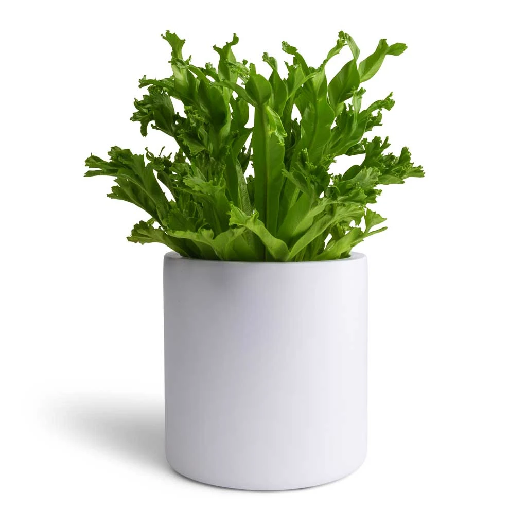 Puk Essentials Planter - Matt White 11 Puk Essentials Planter - Matt White - Image 11