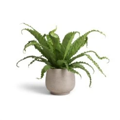 Mini Pixie Plant Pot - Grey Washed -PlantVibe Shop Asplenium Osaka Japanese Bird s Nest Fern 17x50 Mini Pixie Plant Pot Grey Washed 24x20cm 12393f8b 0b21 41a7 af0a 907baeb6f744